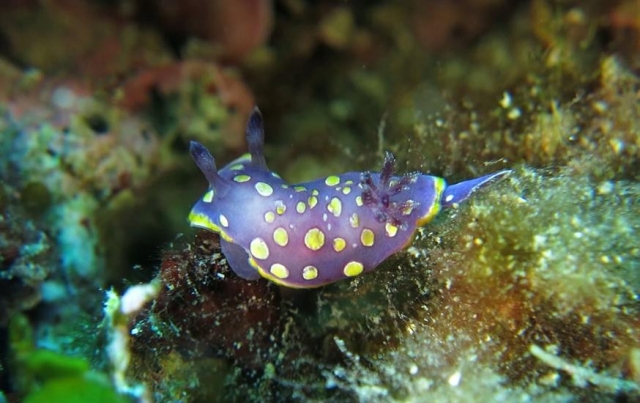  Chromodoris Luteorosa 